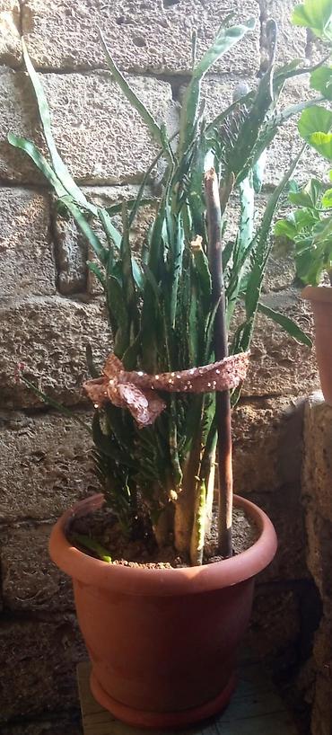 алоэ пайдасы: Aloe (Aloe vera tipli) – dekorativ saksı bitkisi - Bitki: çoxillik — 1