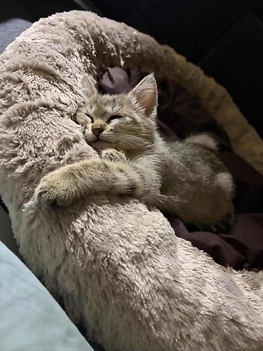 котёнок девочка: Котёнок, полосатый табби 2 месяца Ищем дом для котенка, нашли во — 1