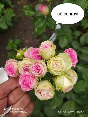 Şitillər: Məhsul: Bağ bitkiləri və meyvə fidanları seçimi - Hibiskus (Rose of — 37