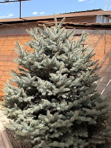 композиция: Ель колючая (Picea pungens), форма — «голубая ель». - Пышная крона — 2