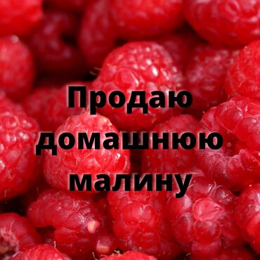 Овощи, фрукты: Малина малина Домашняя малина из собственного огорода, большие