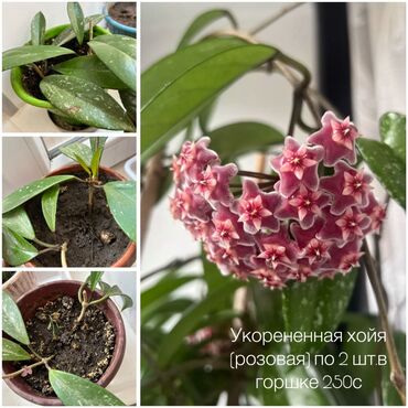 хризантема оптом: РАСПРОДАЖА КОМНАТНЫХ РАСТЕНИЙ Продаются: 🪴 Алоэ Вера — от 150 сом 🌸