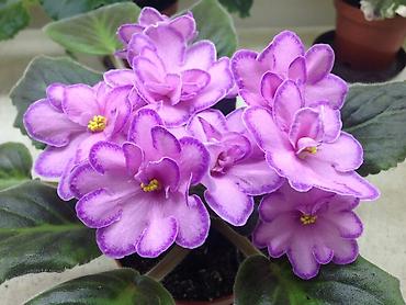 Фиалки и глоксинии: 🌱🌺🌱 Продаю сортовые ДЕТКИ стандартных, трейлерныхмини и полумини — 7