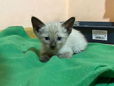 Отдам даром кошку: 1 месяц, Мальчик at lalafo.kg — 7 Отдам даром кошку: 1 месяц, Мальчик — 7