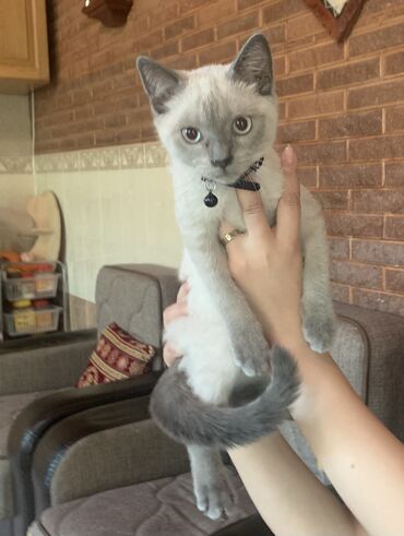 вислоухий сиамский кот: Продаётся котёнок ( мальчик) 3 месяца. Отец серебристый