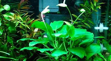 Аквариумы: Водоросли живые: Анубиас Бартера, нана ( цветут белыми и розовыми — 3