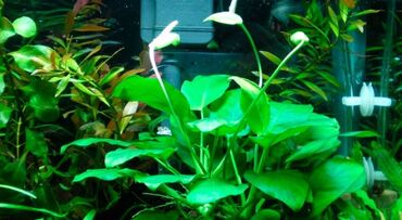 Аквариумы: Водоросли живые: Анубиас Бартера нана ( цветёт белыми и розовыми — 3