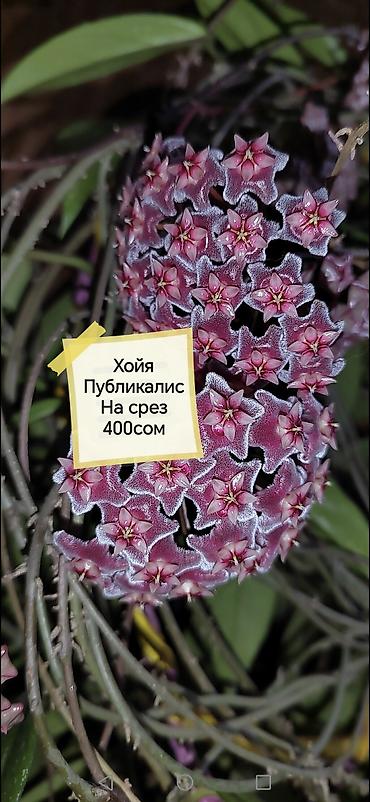 Другие комнатные растения: Шеффлера вариегатная (Schefflera arboricola variegata) в горшке. - — 19
