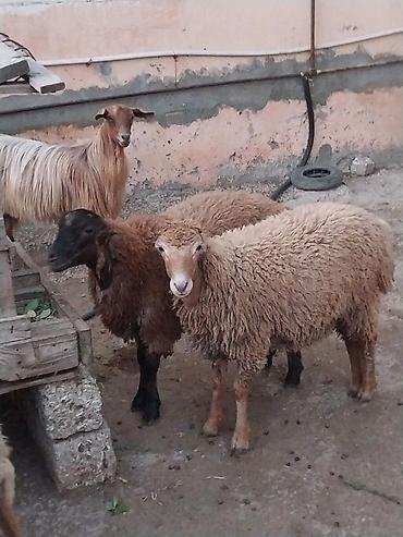 Qoyunlar, qoçlar: Damazlığ ana bala qoyunlar satılır. Balaların biri dişi, ikisi — 6