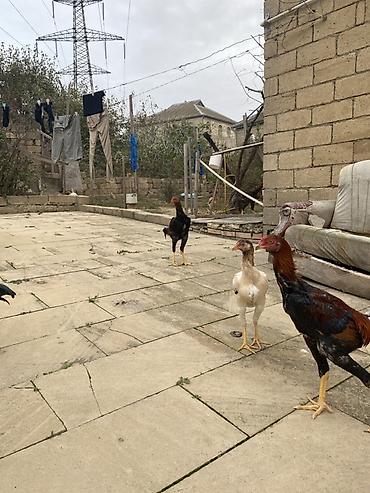 Xoruzlar: Xaricdən gəlmə heyvanın balasıdı Orjinal O shamo beçə 4 aylıq — 18