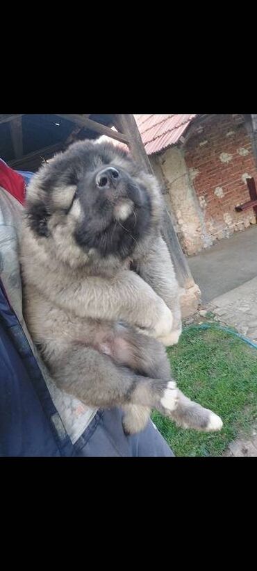 Psi: Kavkaski ovcari, štenci na prodaju stari 2 meseca slobodni za na lalafo.rs — 3 Psi: Kavkaski ovcari, štenci na prodaju stari 2 meseca slobodni za — 3