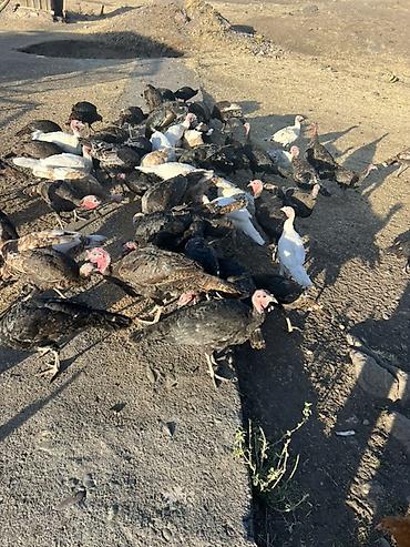 Индюки: Продаю | Индюшата | Для разведения — 5