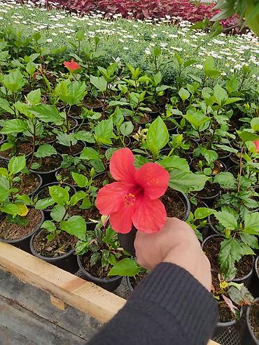 Digər bitkilər: Saksıda dekorativ çiçəkli bitkilər - Növ: Euphorbia milii (Tac-ı — 7