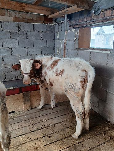 Коровы, быки: Продаю | Тёлка | Полукровка | На откорм | Привязанные — 14