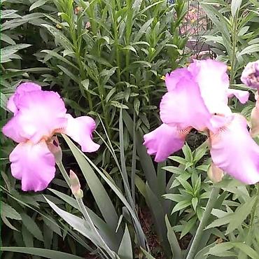 Другие садовые цветы и кустарники: Продаю разные цветы,злаковые: овсяница сизая,мискантус от 200с — 14