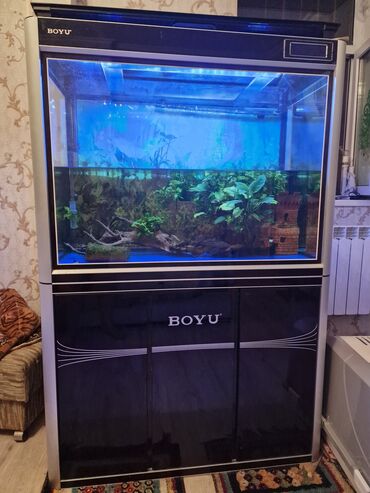 akvarium baliglari: Akvarium BOYU, bütün avadanlığı ilə. Ölçüləri 103×49×154sm