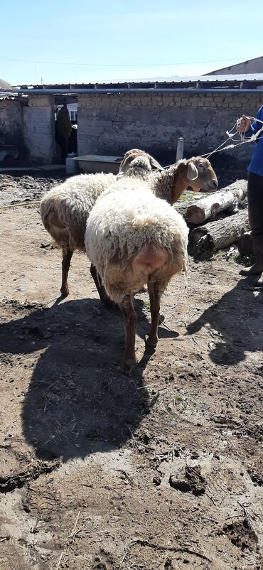 Бараны, овцы: Продаю | Овца (самка) | Арашан