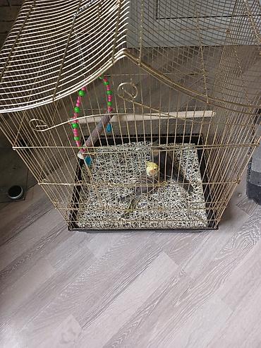 bulbul quşu satışı: Məhsul: Nimfa (cockatiel) cütü və qəfəs Təsvir:qəfəs ilə birlikdə - — 2