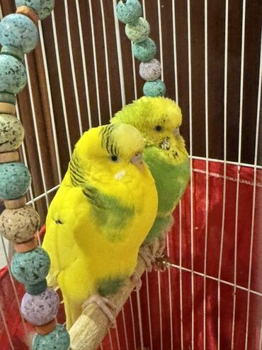 İtlər: Budağlı dalmatian muncuqlu yelləncəkli qəfəsdə 2 ədəd bəzəkli dalğalı