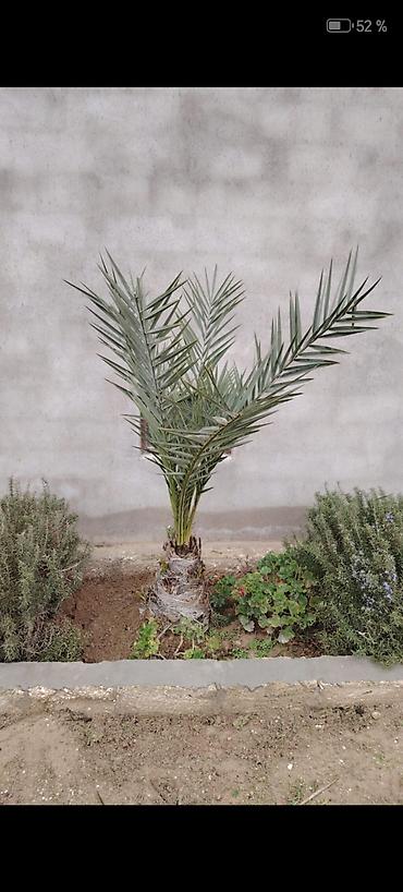 xurma palması: Xurma xurması (Phoenix dactylifera) – dekorativ xurma ağacı fidanı 5 — 2