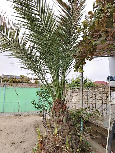 Деревья: 2ədəd xurma ağacı 7-8 ilin ağaclarıdı Normal həyətdə qulluğ olunub,heç — 2