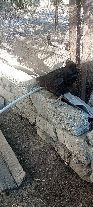 Toyuq, Damazlıq, Ödənişli çatdırılma lalafo.az -da Toyuq, Damazlıq, Ödənişli çatdırılma