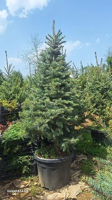 agac tinglerinin satisi: Ucuz qiymete qazon. var. 0Thuja və iynəyarpaqlı dekorativ ağaclar – — 5