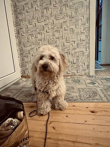 İtlər: Erkek, Ünvandan götürmə — 4