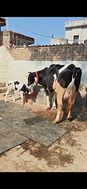 Inəklər, öküzlər: Holşteyn (qara-ağ) inək – buzovla birlikdə - Cins: Holşteyn, qara-ağ -da lalafo.az — 2 Inəklər, öküzlər: Holşteyn (qara-ağ) inək – buzovla birlikdə - Cins: Holşteyn, qara-ağ — 2