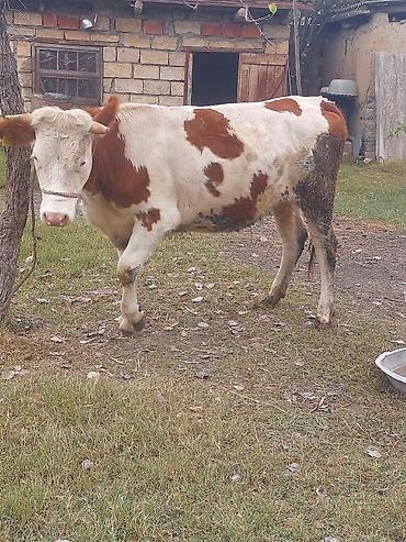 simmental inək satilir: Dişi, Simental, il: 1, 380 kq, Südlük, Ətlik, Ödənişli çatdırılma — 3