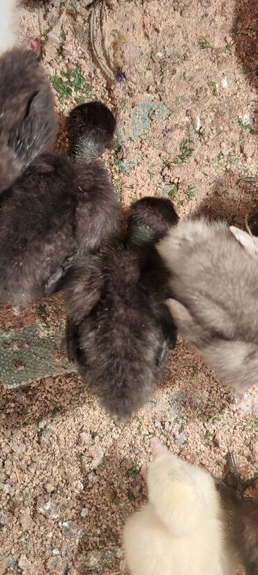 toyuq sortları: Toyuq, Damazlıq, Ünvandan götürmə