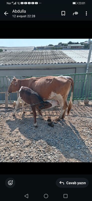 qala cinsi qoyun: Dişi, il: 3, Südlük, Ünvandan götürmə