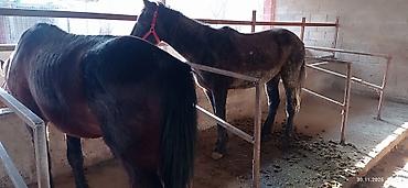 Лошади, кони: Продаю | Кобыла (самка) | На забой, Для разведения — 5