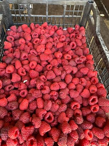 Малина: Малина Оптом, Бесплатная доставка, Самовывоз — 11