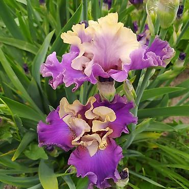 Другие товары для дома и сада: Ирисы 100сом — 10