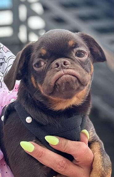 Psi: Na prodaju 4 ženke: Belgijski Grifon. Petit Brabancon. Exotic boja na lalafo.rs — 14 Psi: Na prodaju 4 ženke: Belgijski Grifon. Petit Brabancon. Exotic boja — 14