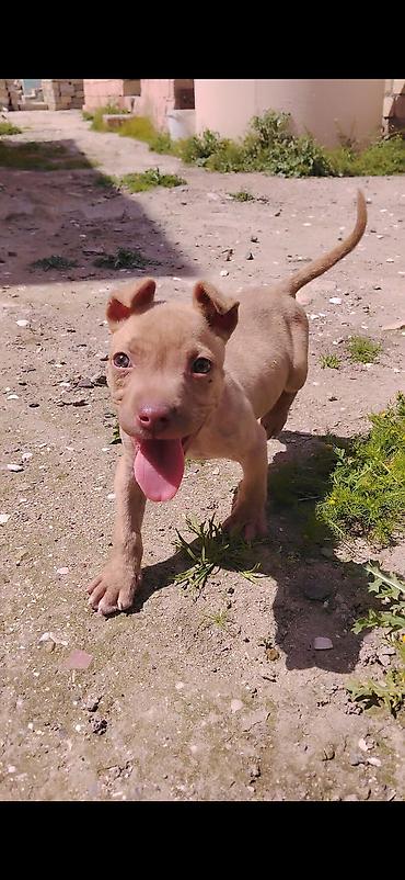 İtlər: Pitbul, 2 ay, Erkek, Ünvandan götürmə — 2