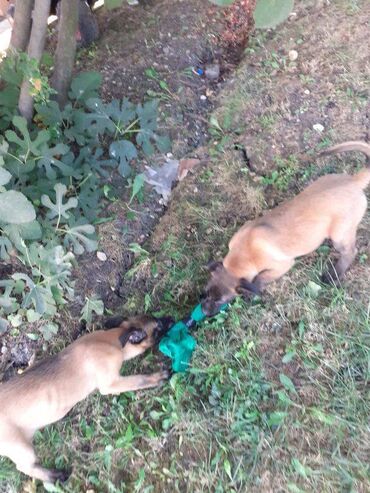 Psi: Na prodaju štenci belgijskog ovčara - MALINOA, oštenjeni 10.08.2023 — 12