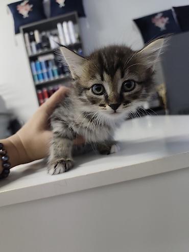 Животные: Котята в добрые руки - Дата рождения: 5 июля - Обработаны от — 4