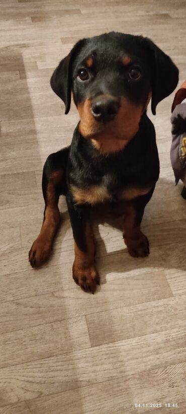 продажа щенков немецкой овчарки с документами в бишкеке: Ротвейлер, 3 айлык, Эркек, Эмделген, Ит тегин тастыктоочу документ