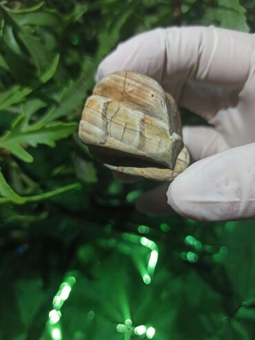 Dekorativ daşlar: Kolleksiyacılar üçün təbii Daş 💎 Kolleksiyaçılar, enerji praktikləri — 8