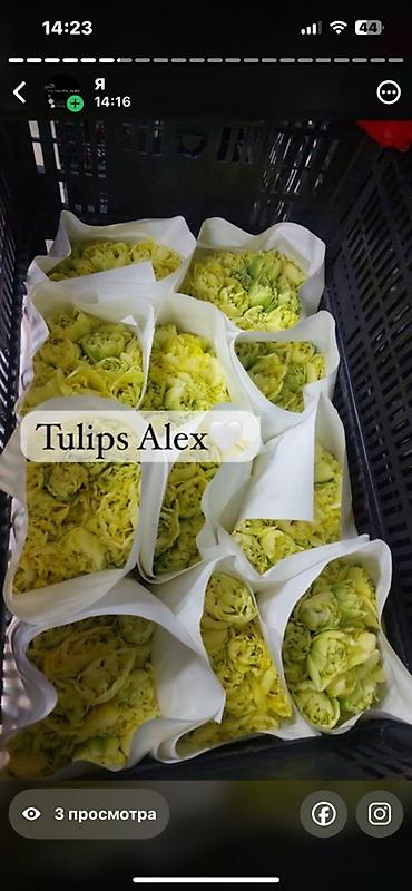 Цветы и букеты: Тюльпаны Tulips Alex💐🌷🌷 - Срезанные тюльпаны в упаковках по пучкам, в — 11