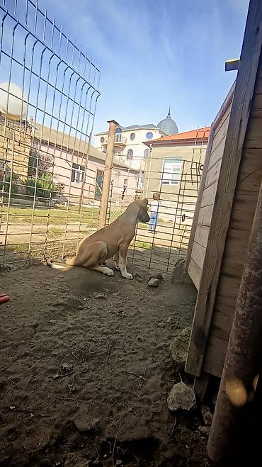 pomeranian satilir: 72 günlük volkadav balaları ata anası iri itlerdi atası 88 xolka temiz — 6