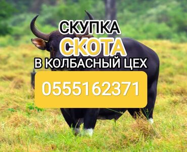 корова швет: Куплю | Коровы, быки, Лошади, кони | Круглосуточно, Любое состояние, Забитый