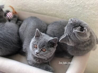 Pişiklər: Britan, Dişi, Erkək, Ünvandan götürmə — 2