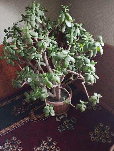 декоративные растения: Другие комнатные растения