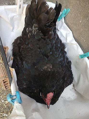 quş: Yumurtlayan toyuqlar, xoruzlar, çolpalar, 1 aylıq cücələrdə var — 8