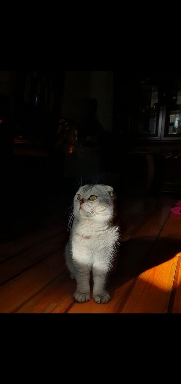 Pişiklər: Şinşilla, Erkək, Cütləşmə üçün — 5