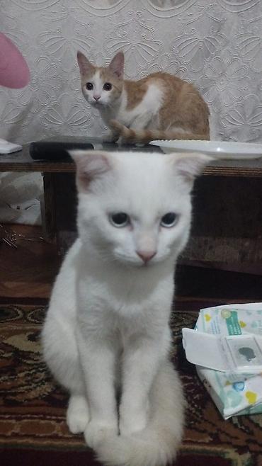 собака корги купить: Котёнок – белоснежный - Домашний короткошерстный котенок, аккуратный — 1