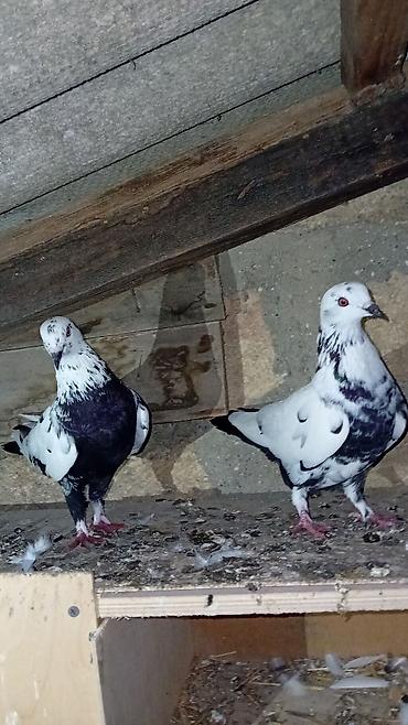 ən gozəl pişik adları: Salam — 4